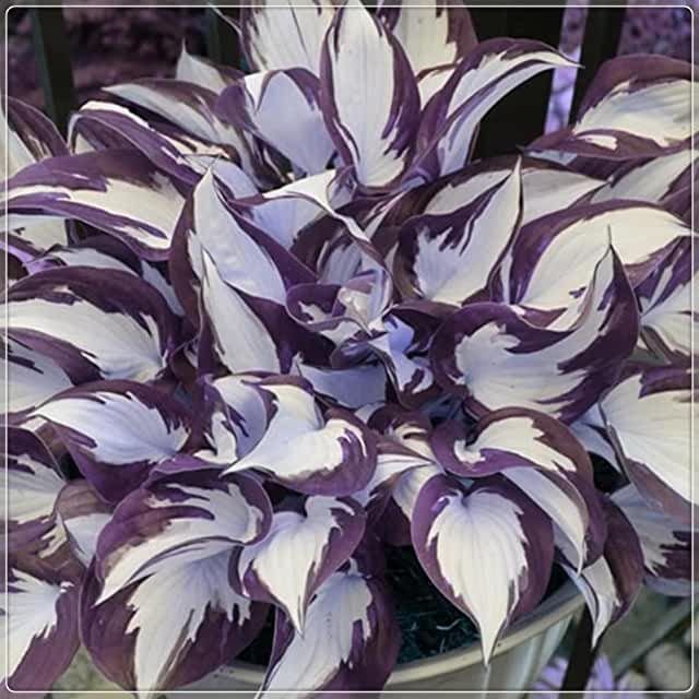 🍃Ritka többszínű hosta magok