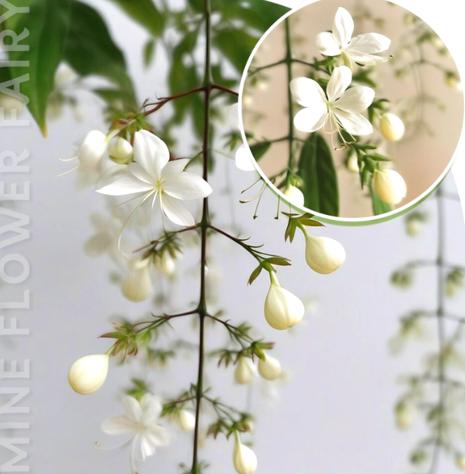 🌸Téli függő jázmin – egy álom szobanövény🌿❄️