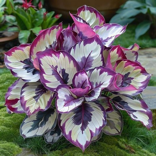 🌿 Színes hosta magok – az árnyék királya a kertben! 🌿
