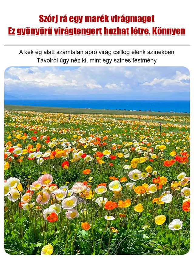 【Négyszezonos virágzás】Virágmező magkeverék