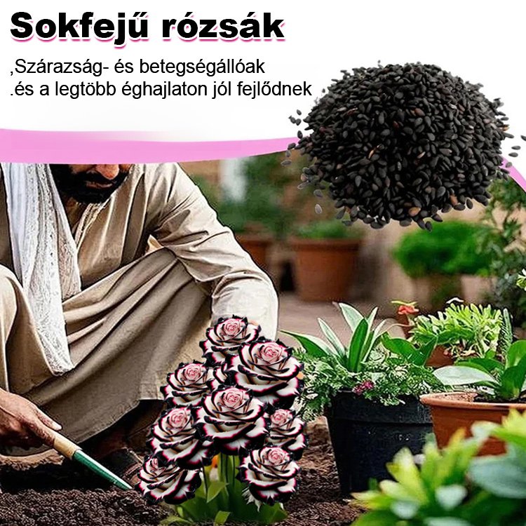 Többfejű foltos rózsa magok
