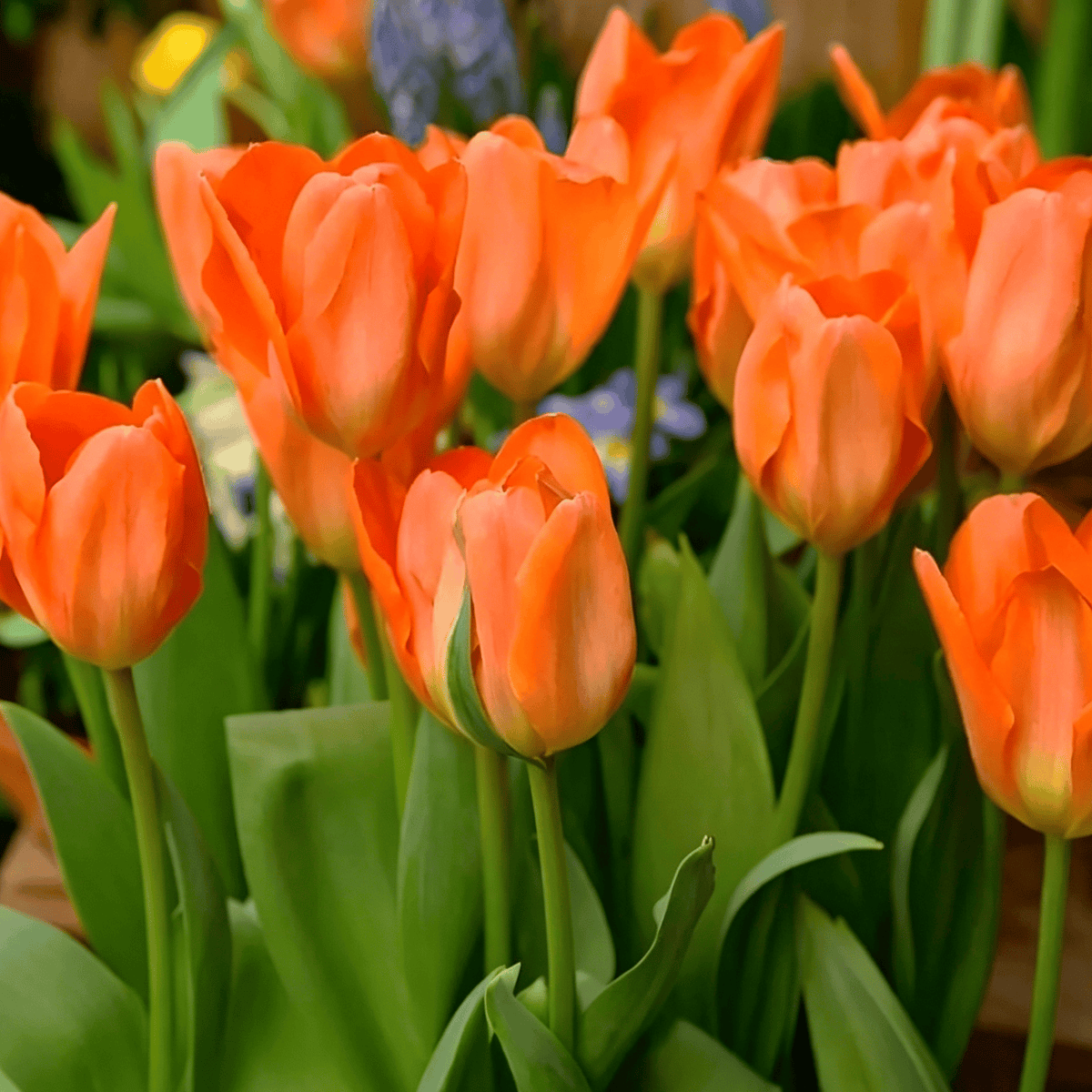 🌷Ritka tulipánmagok – Színes tavaszi virágok cserepekbe, szegélyekbe és kertekbe