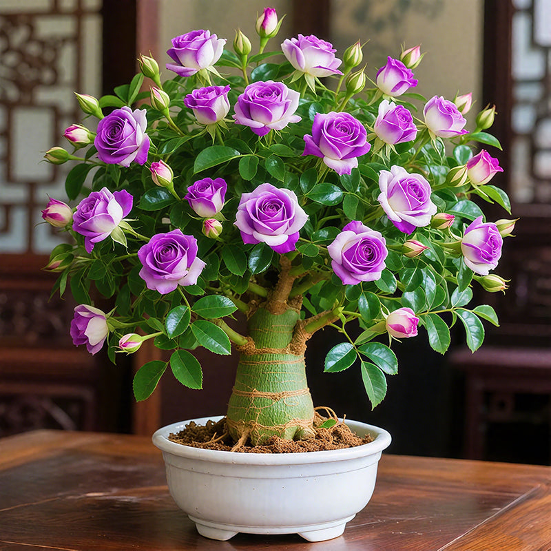 🌵🌺Sivatagi rózsák hagymái
