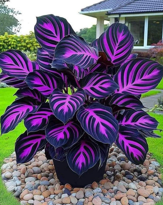 Ritka, óriási, magas hosta hagymák – toronymagas elegancia és árnyéktűrő szépség
